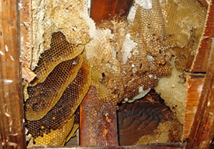 ミツバチ屋根裏の巣