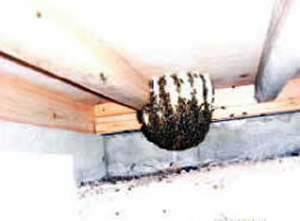 ミツバチの巣床下