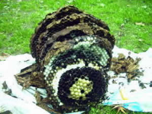 オオスズメバチの巣