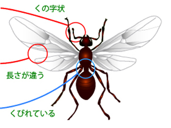 クロアリの羽アリ