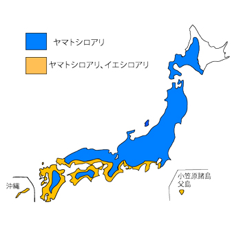 日本のシロアリ