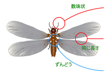 しろありの羽アリ