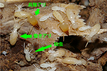 ヤマトシロアリ