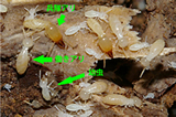 ヤマトシロアリの働きアリ