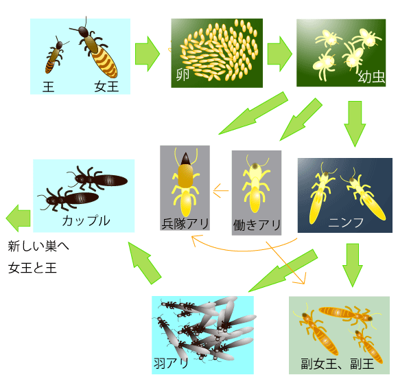 シロアリの社会